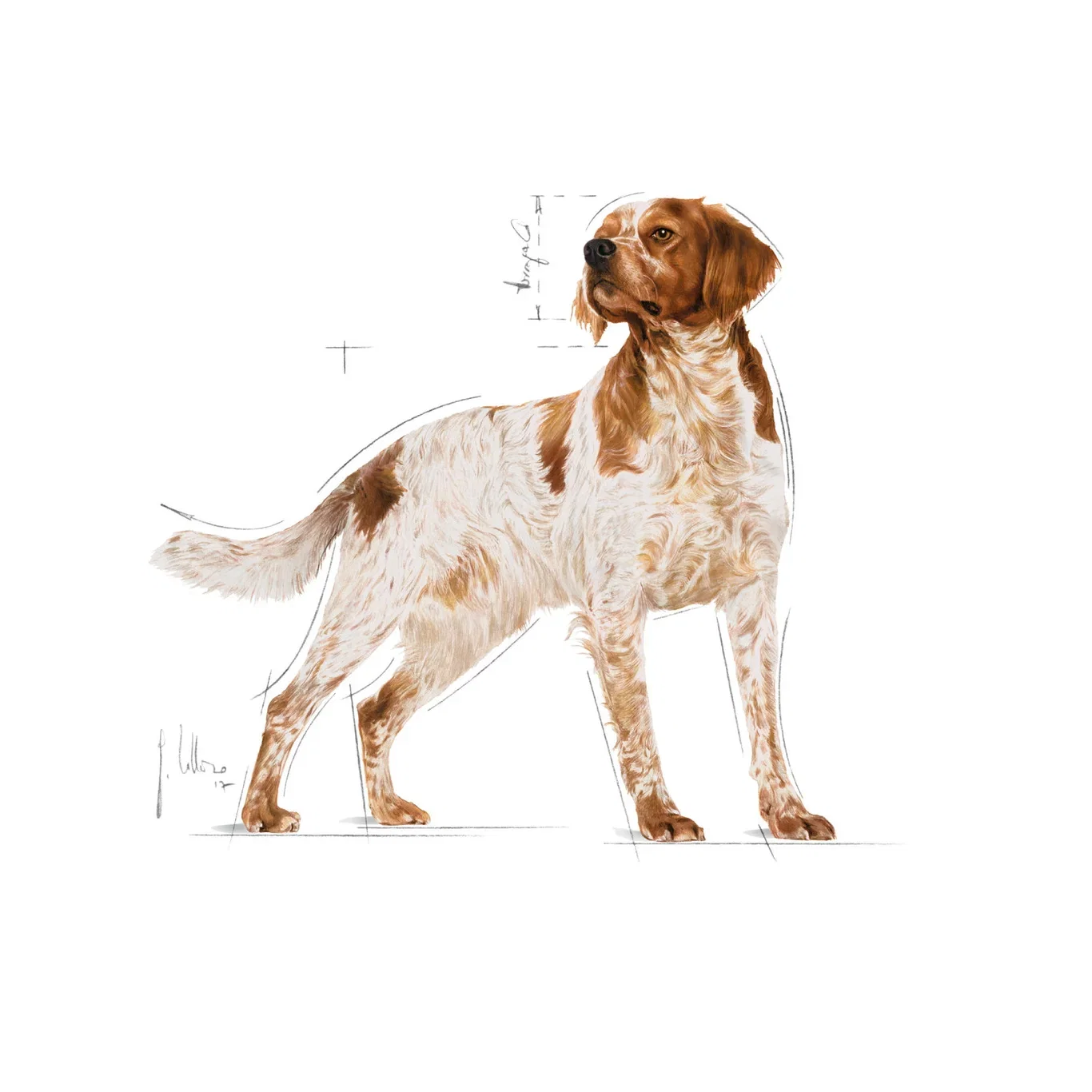 Royal Canin Royal Canin Medium Adult 140 g