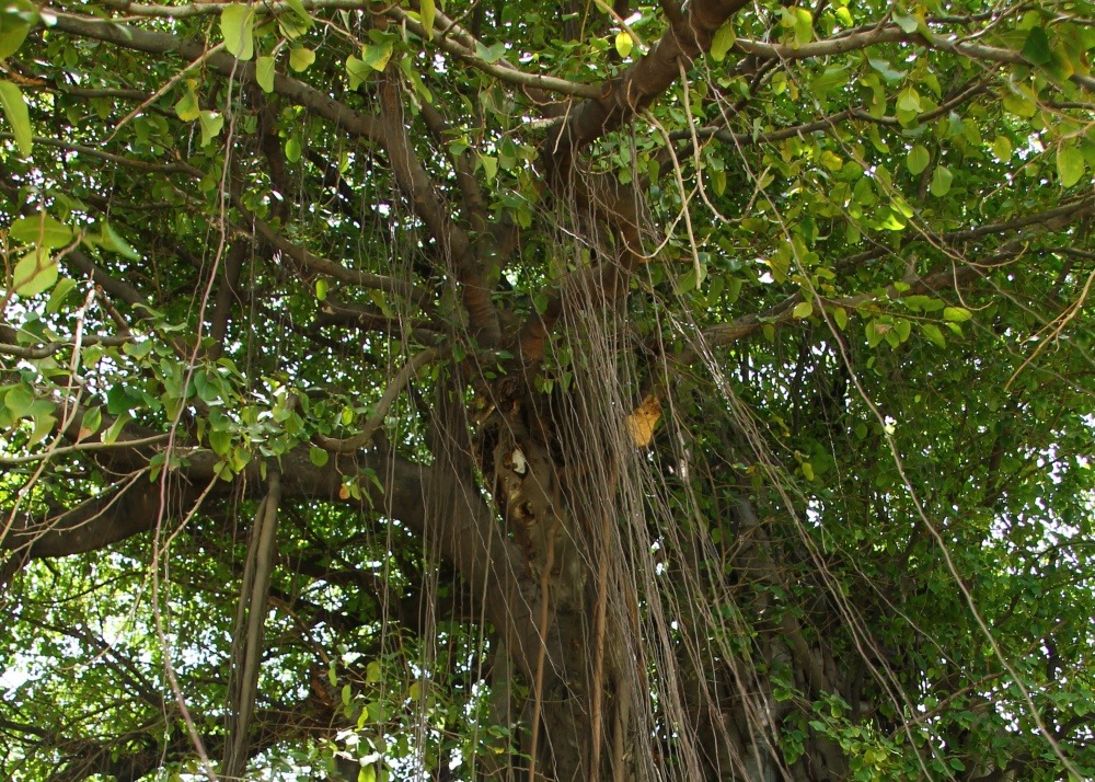 Figuier des banians - 20 graines - ficus benghalensis
