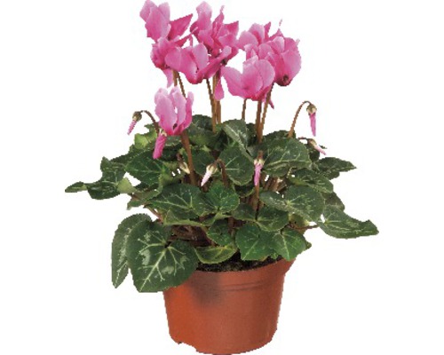 Cyclamen Patio Mix FloraSelf Cyclamen persicum Ø 10/11 cm pot