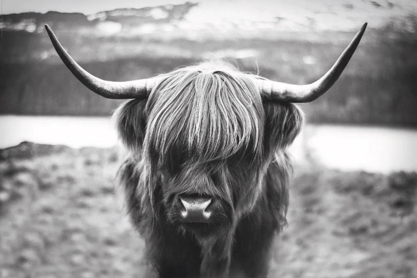 Poster Cattle, 61 x 91 cm
