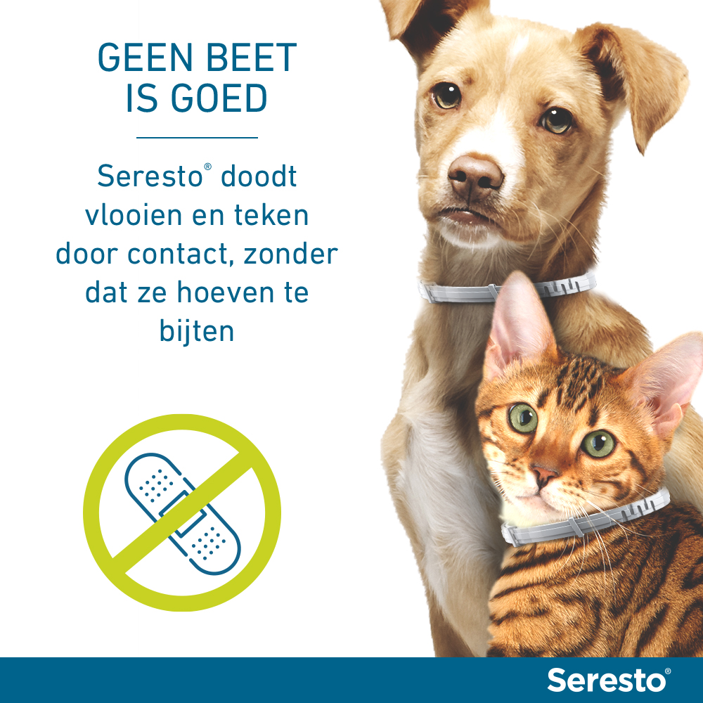 Seresto Kat