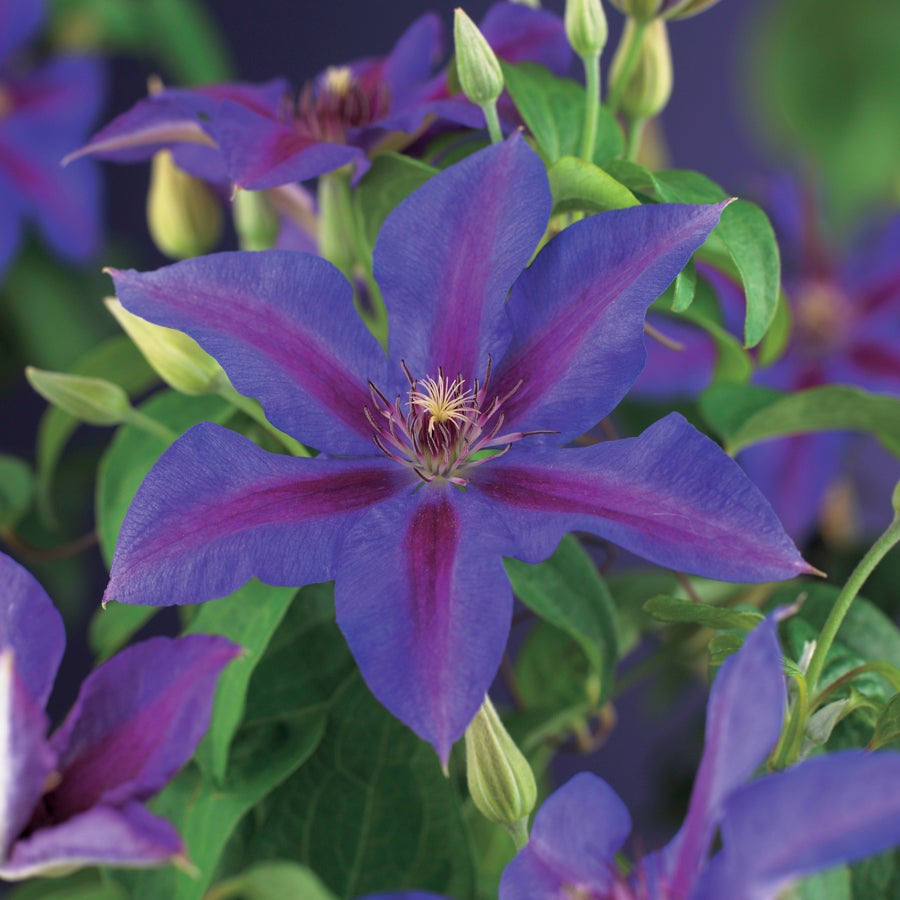 Bosrank (Clematis 'Mrs. N. Thompson') D 16 H 75 cm