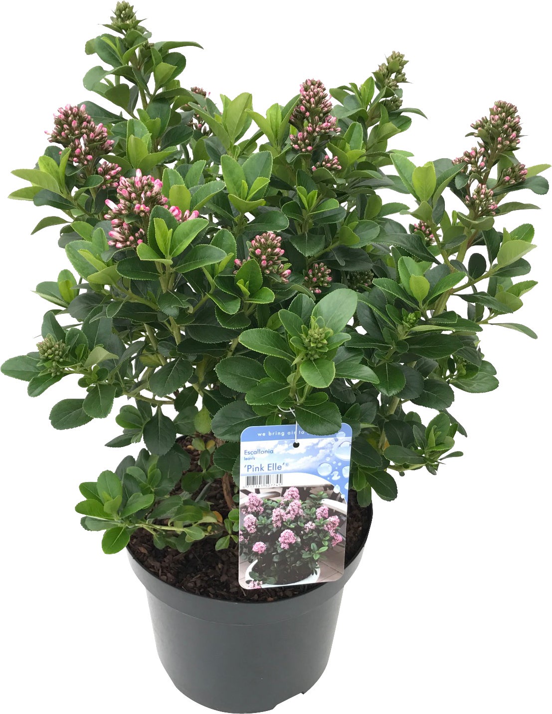 Escallonia (Escallonia laevis 'Pink Elle') D 26 H 50 cm