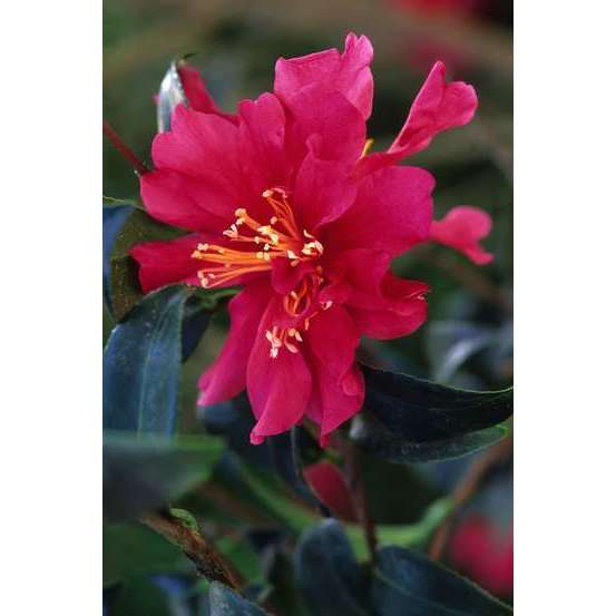 Camellia sasanqua : H 40/50 cm, ctr 4 Litres - Coloris variables