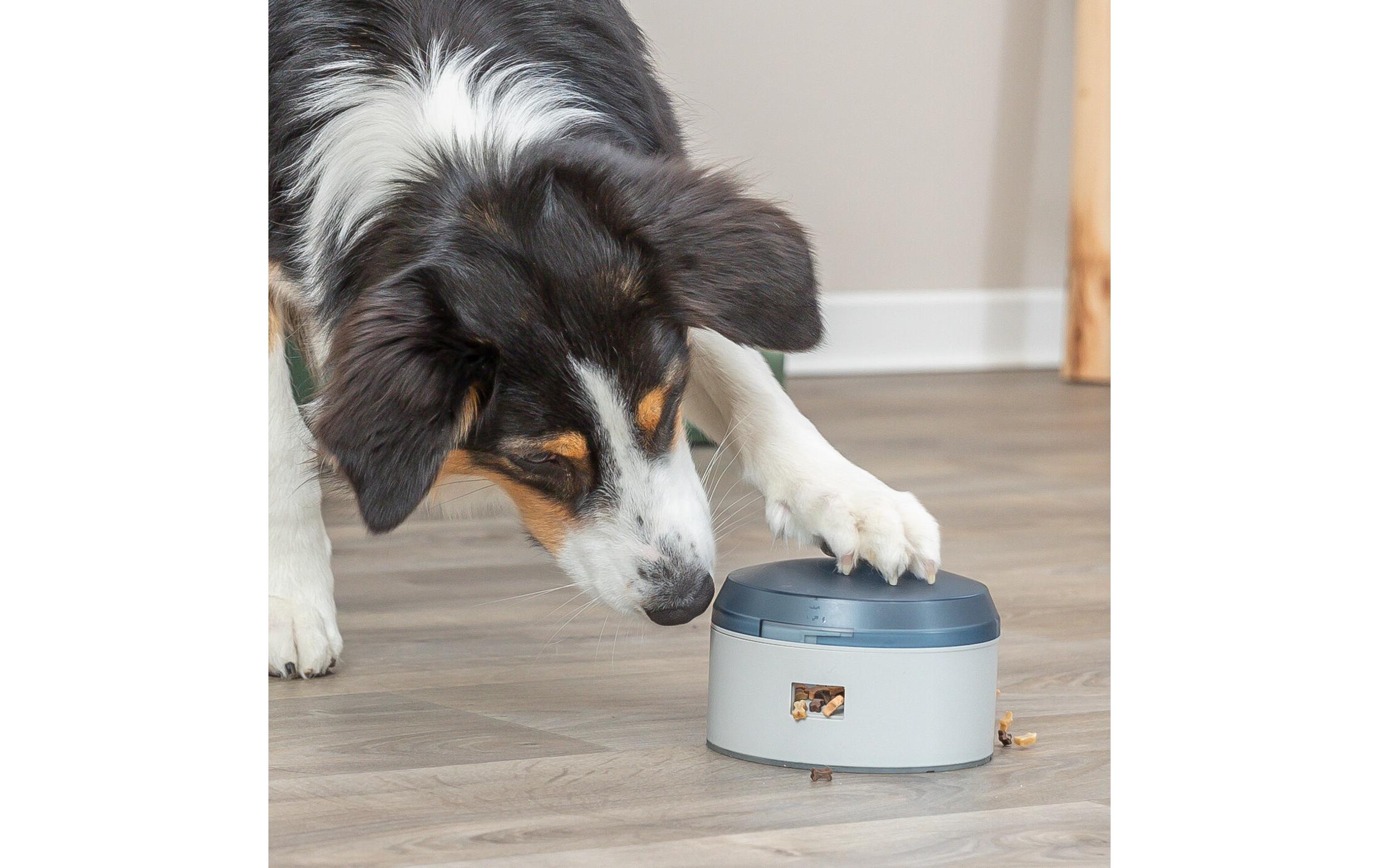 Dog Activity BuzzerHunde Spielzeug