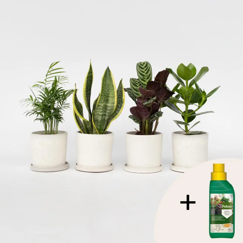 Gemakkelijke kamerplanten - Set van 4 - Hoogte 25-40cm - ⌀12cm
