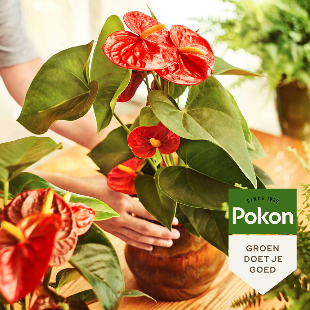 Pokon Planten Voeding Anthurium500 ml
