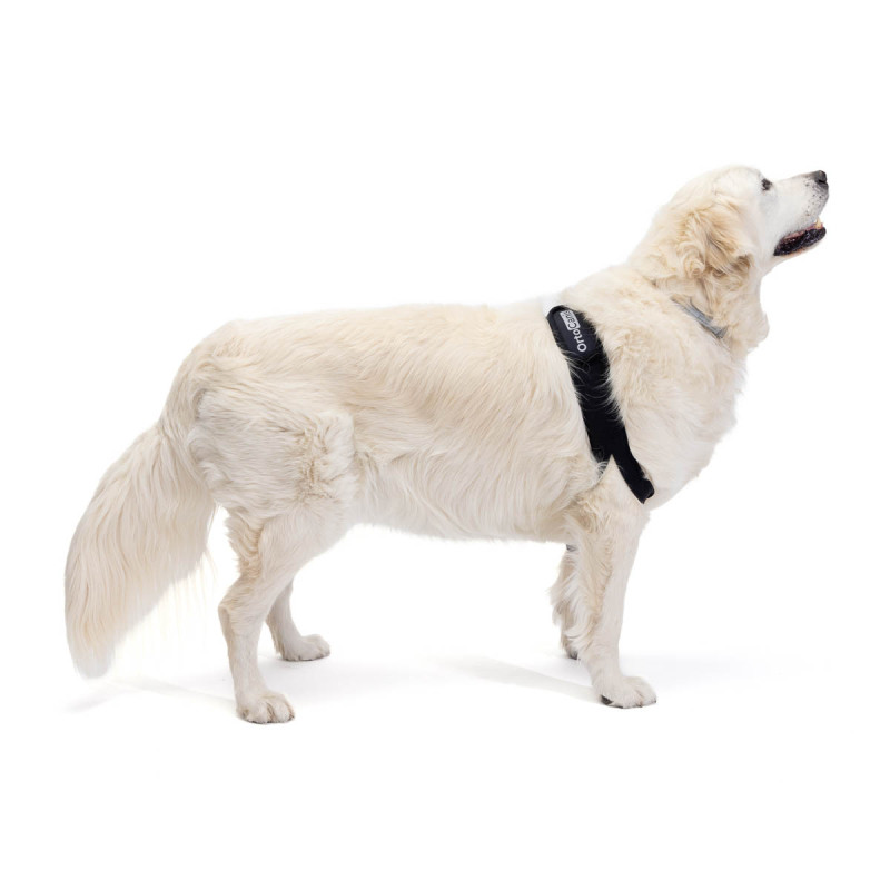 Protetor de cotovelo esquerdo para cães com osteoartrite, lesões, higromas ou bursite.
