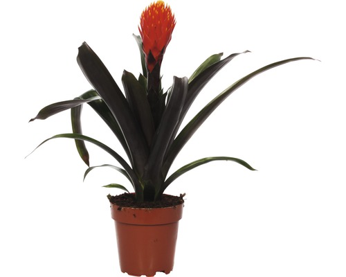 Bromelia FloraSelf Guzmania x hybride 'Tala' H 45-55 cm Ø 12 cm pot