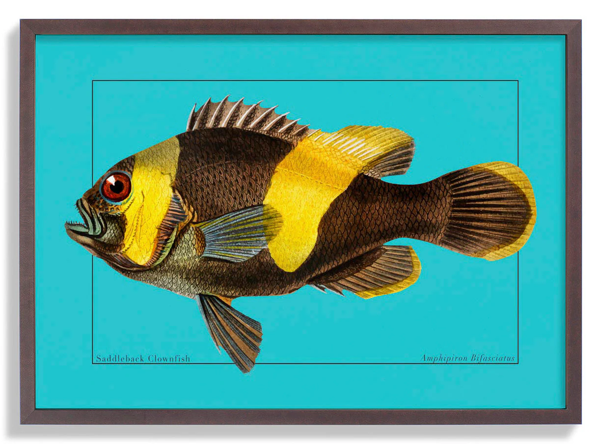Clownfisch Meeresleben