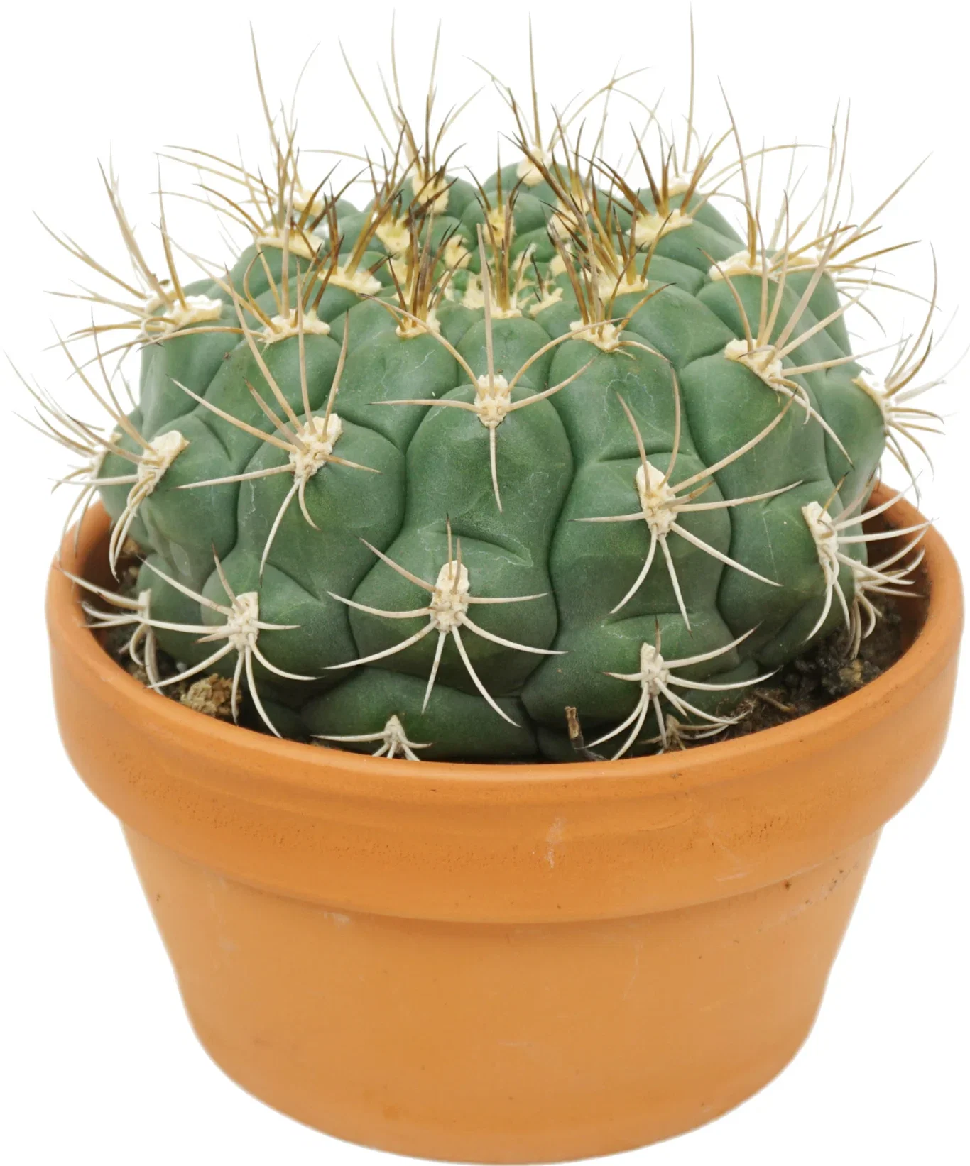 Echinocactus grusonii, Eriocactus lenninghausii, Gymnocalycium saglionis & Mammillaria polythele 'Toluca' Kaktus miks Høyde 25 cm