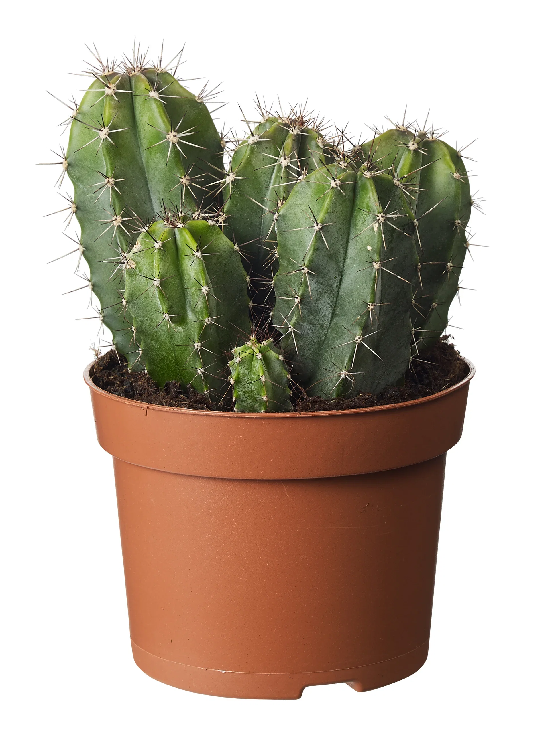 Cactus Kaktus miks Høyde 25 cm