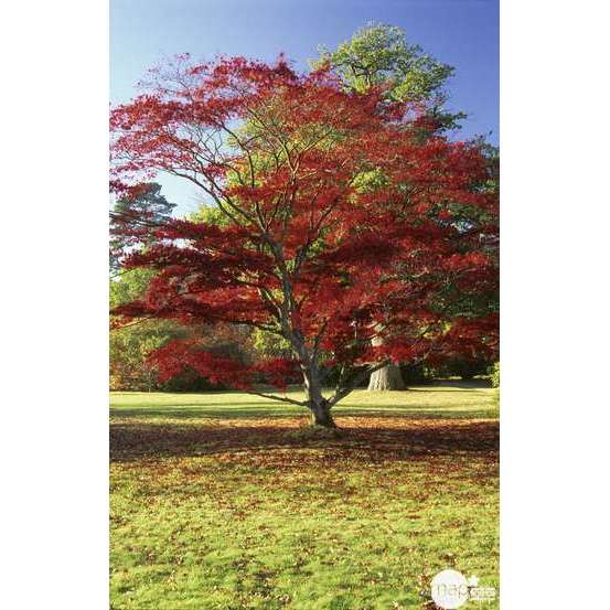 Acer japonicum : touffe, ctr 3 L - Variétés variables