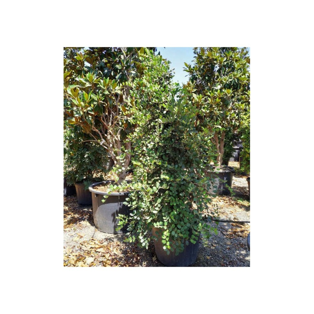 Ceratonia siliqua (caroubier) adulte substitut au chocolat vert - taille pot 350l- 200/250cm - peri 60/70