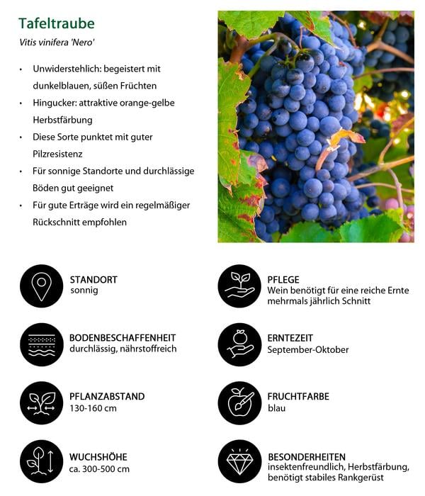Beeren-Trauben-Set Obstsalat, 4-teilig