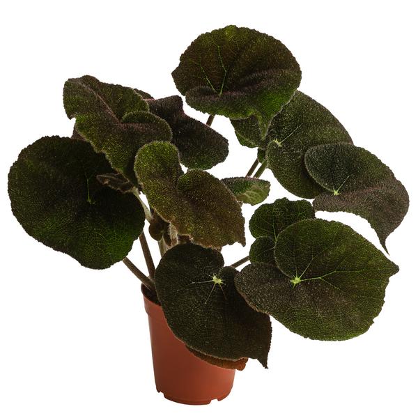 Blattbegonie - Begonia masoniana 'River'