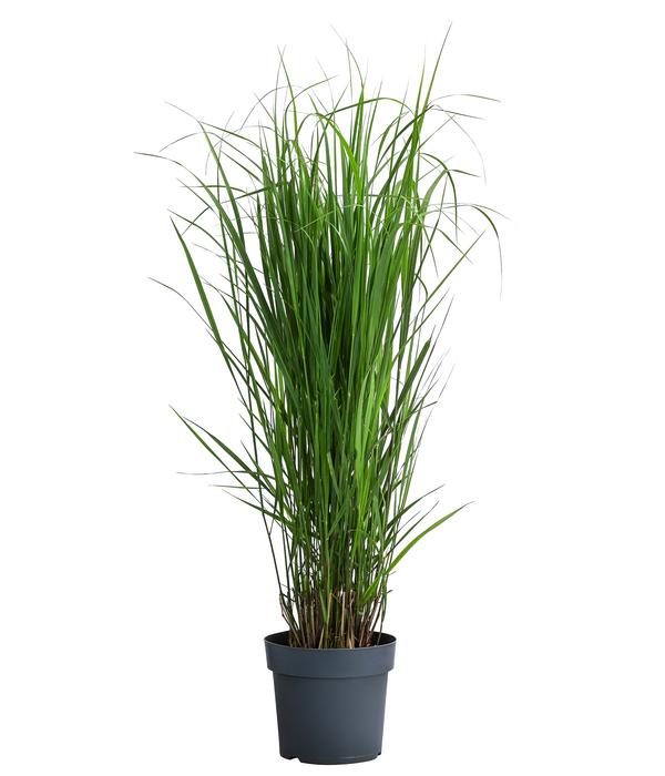 Rutenhirse 'Northwind'