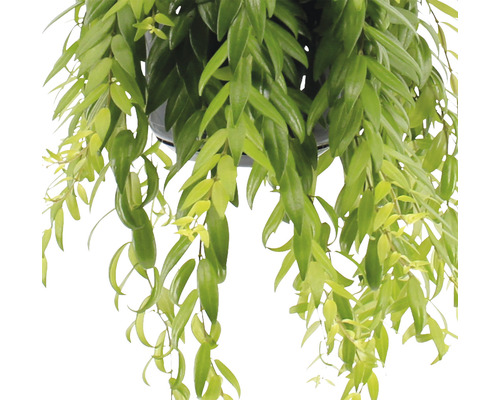 Lippenstiftbloemen FloraSelf Aeschynanthus cultivars 'Japhro' H 25-35 cm Ø 15 cm pot