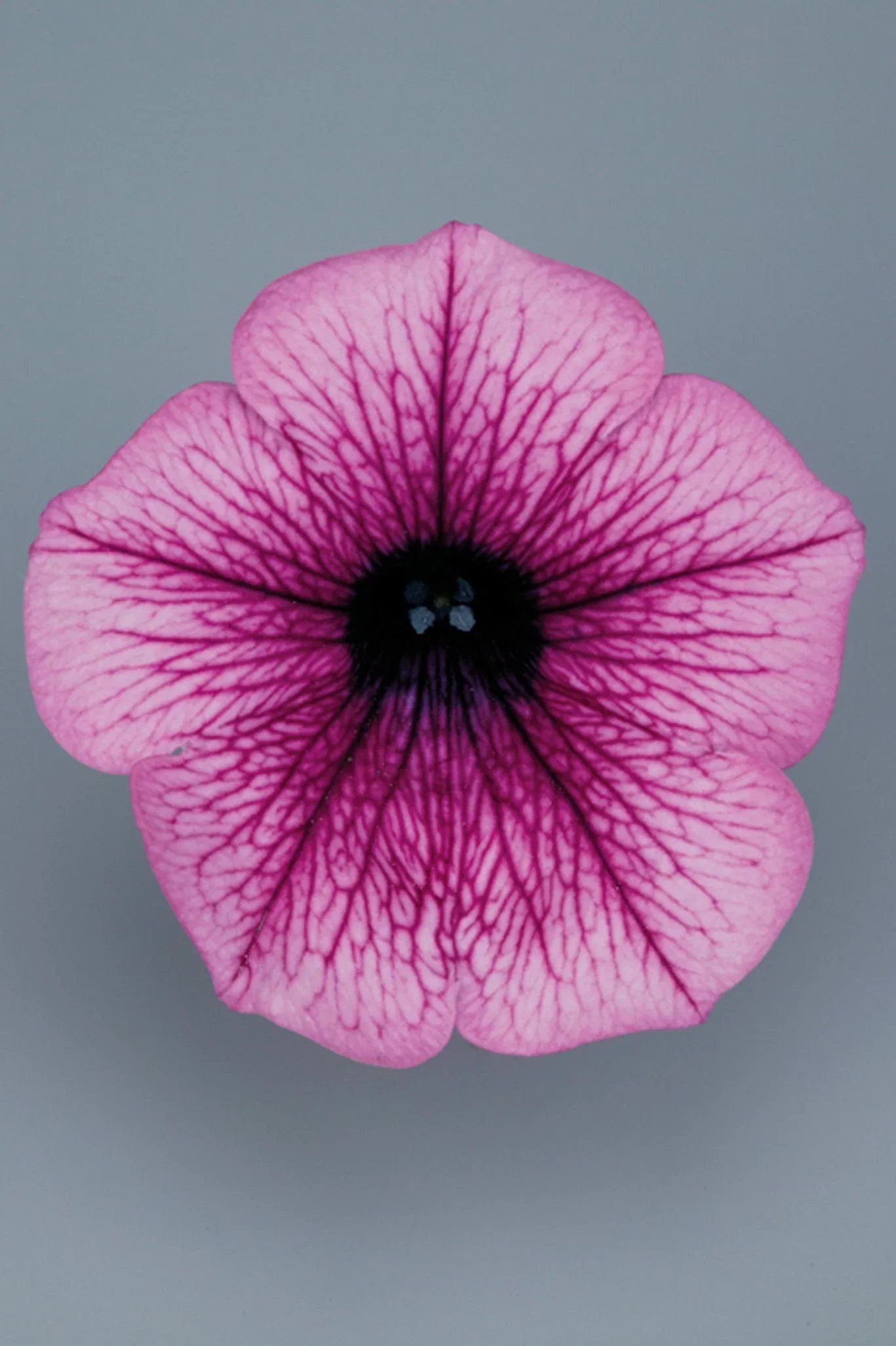 Petunia hybrida Petunia stikling Ø6 cm