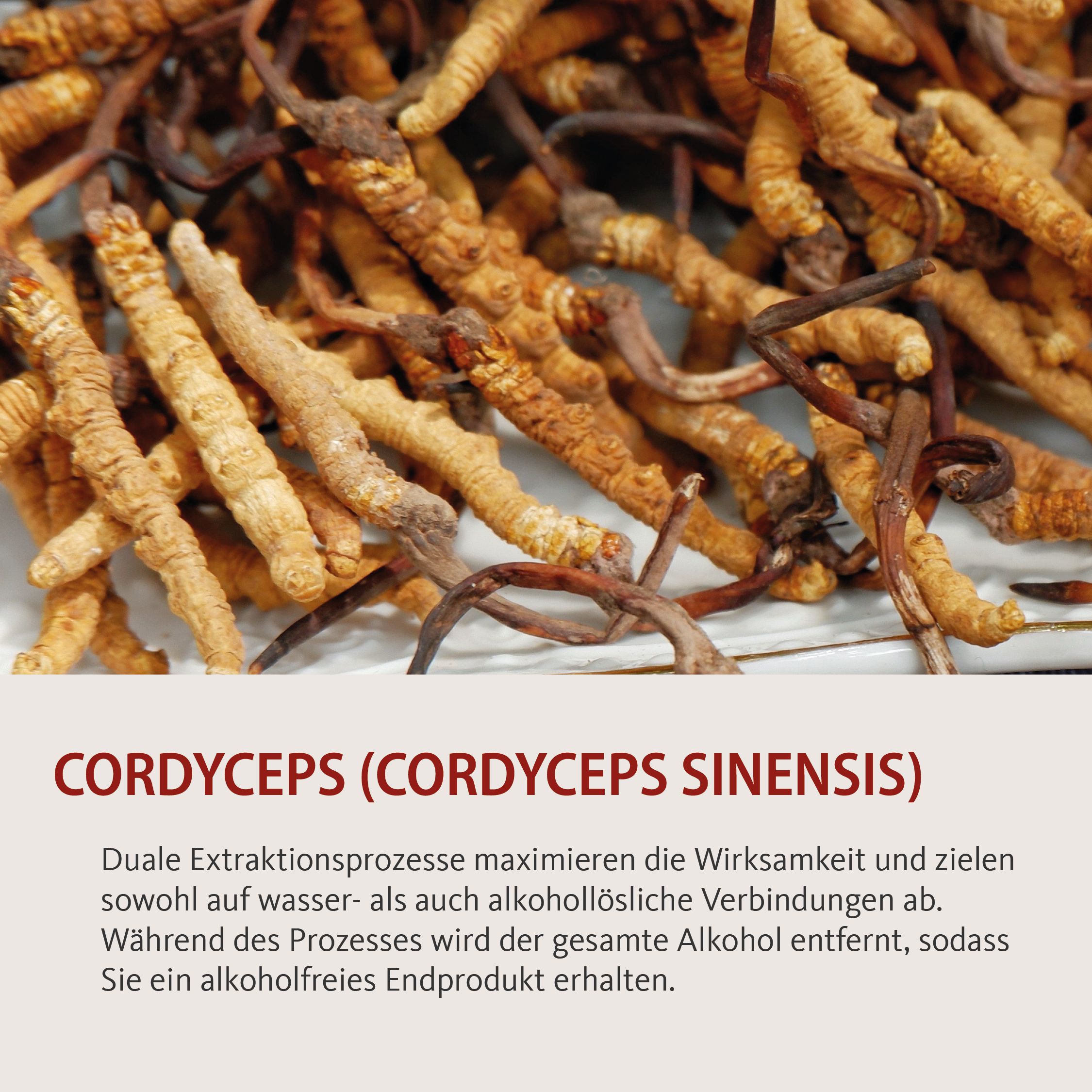 Vitalpilze Cordyceps Tropfen ohne Alkohol