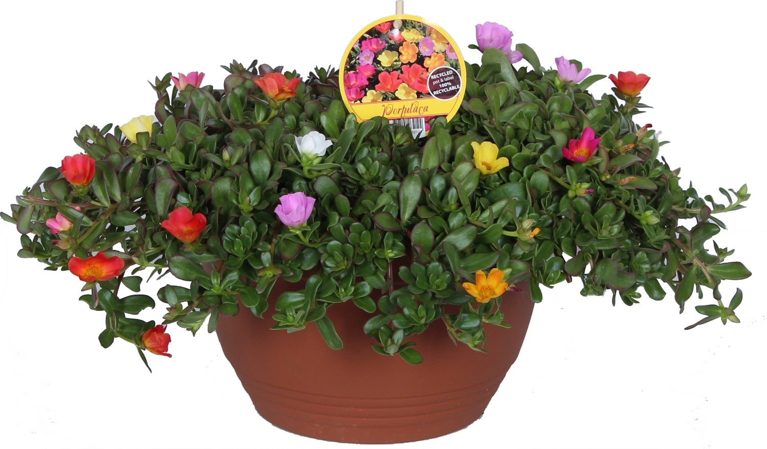 Portulak (Portulaca) D 27 H 25 cm