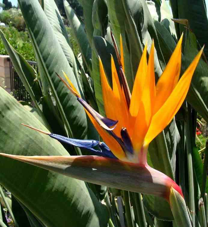 Strelitzia reginae (oiseaux du paradis) taille pot de 3 litres ? 60/80 cm - orange et bleu