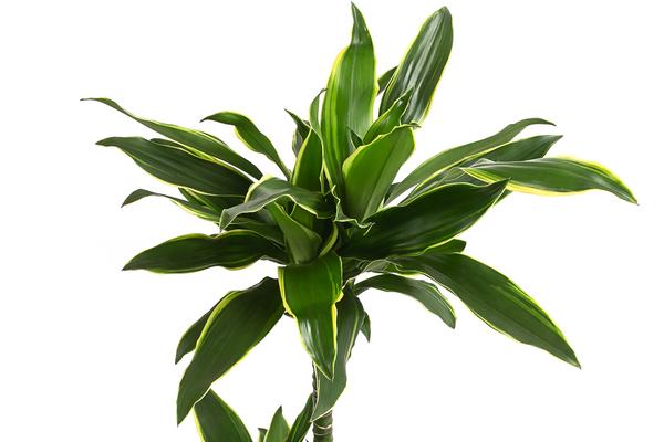 Drachenbaum - Dracaena fragrans var. Stedneri