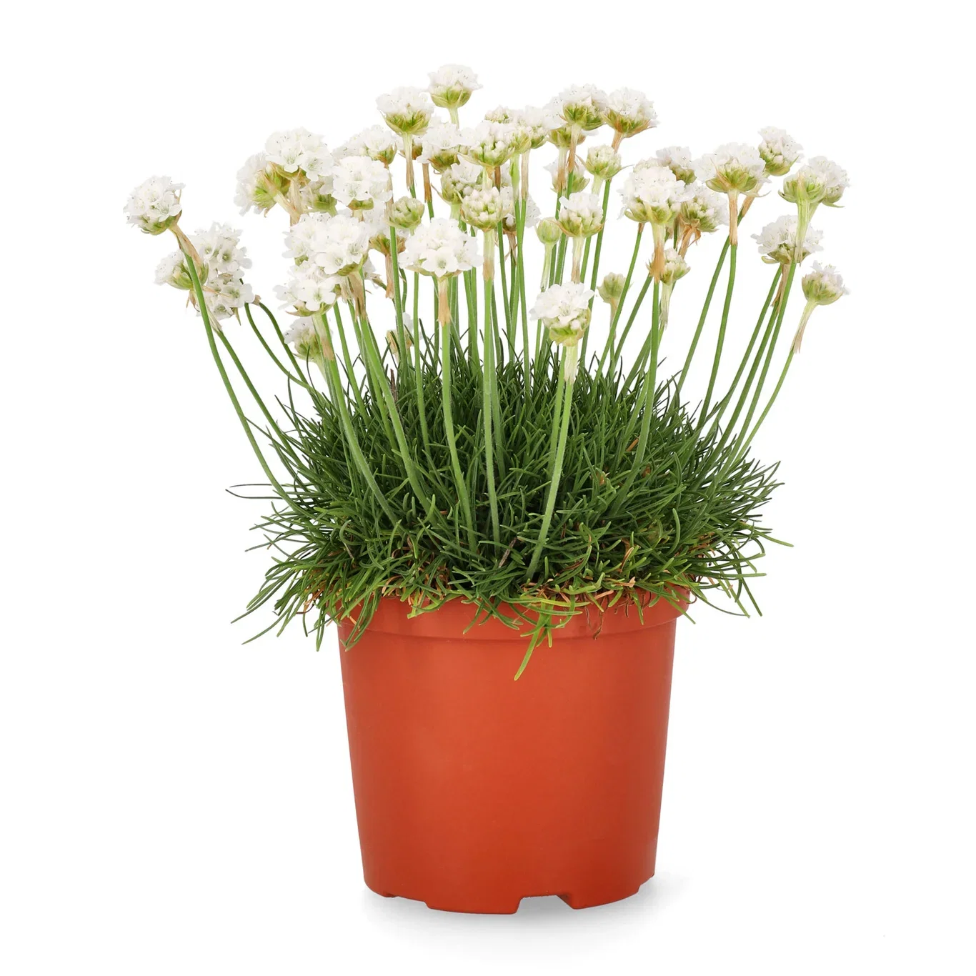 Armeria maritima Fjørekoll miks Ø12 cm