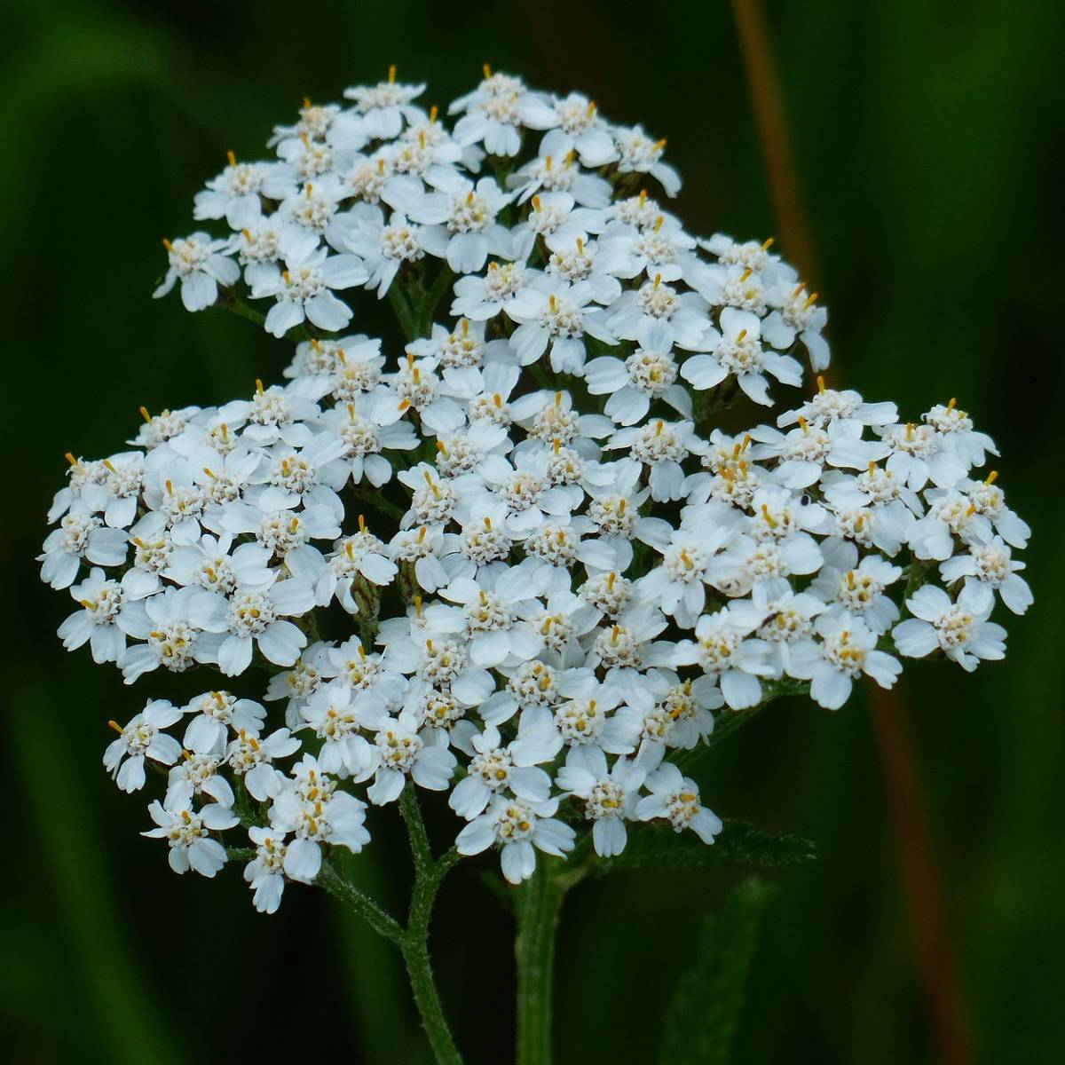 Achillée noble/achillea nobilis[-]godet