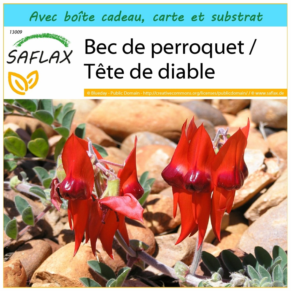 Kit cadeau - bec de perroquet / tête de diable - 20 graines - clianthus formosus syn. Swaisonia formosa