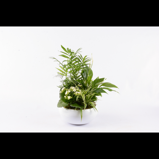 Composition de 4 plantes : pot de D.23 cm - H. 55 cm
