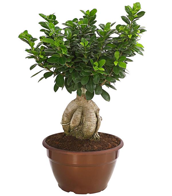 Chinesische Feige - Ficus microcarpa