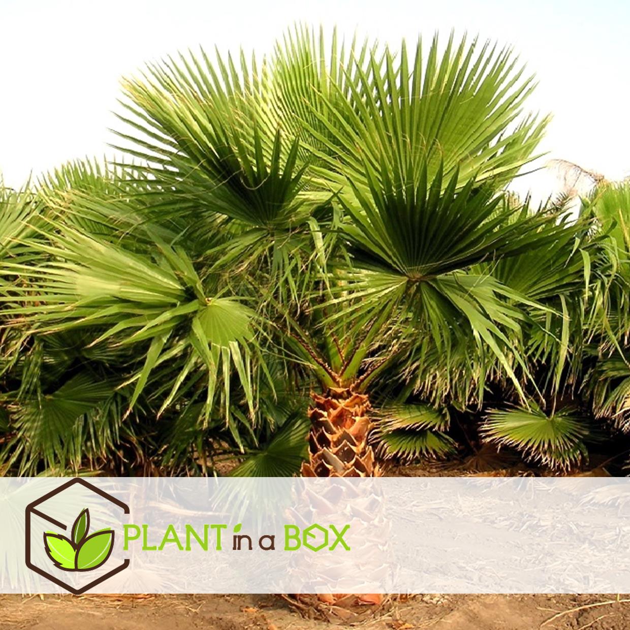 Washingtonia robusta - palmier éventail - pot 15cm - hauteur 50-60cm
