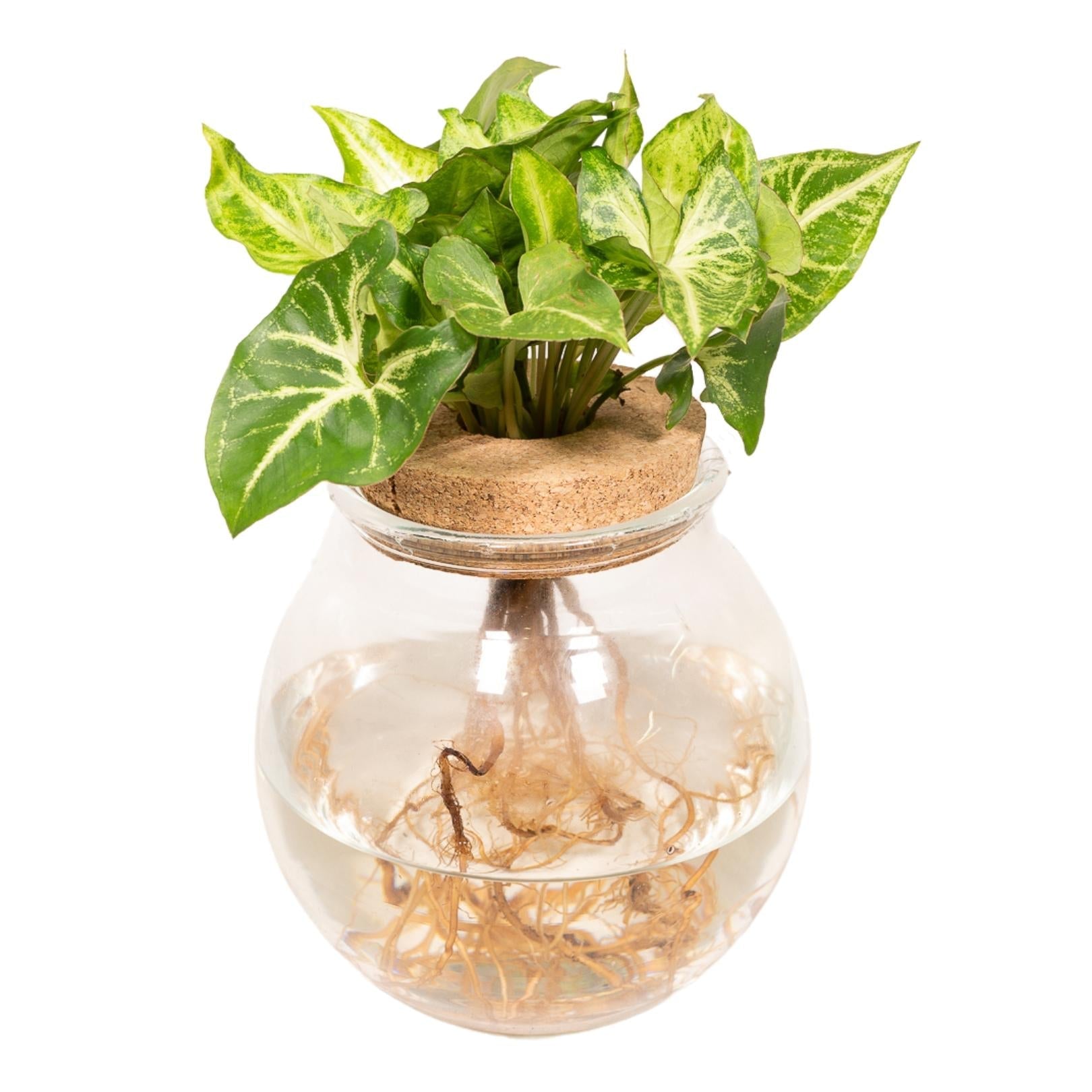 Plante d'intérieur - syngonium vert en hydroculture 30cm