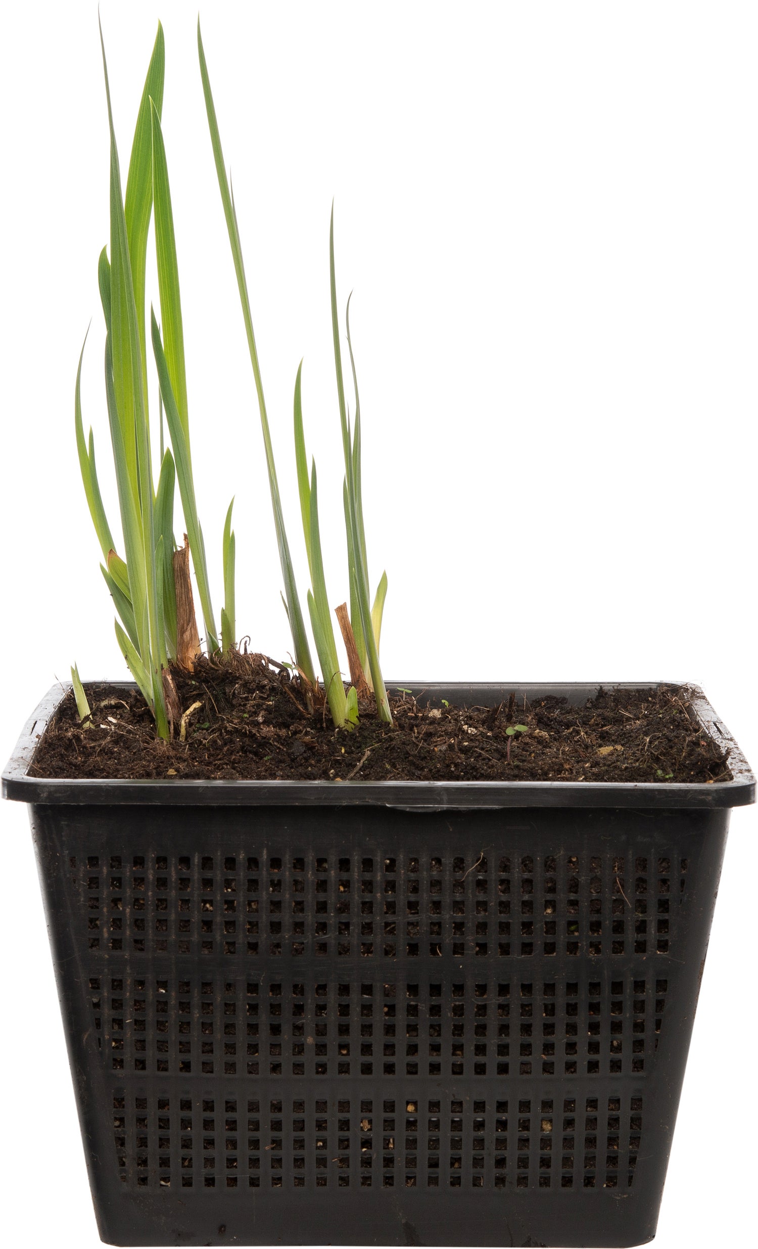 Lis (Iris 'Rose Queen') D 18 H 30 cm