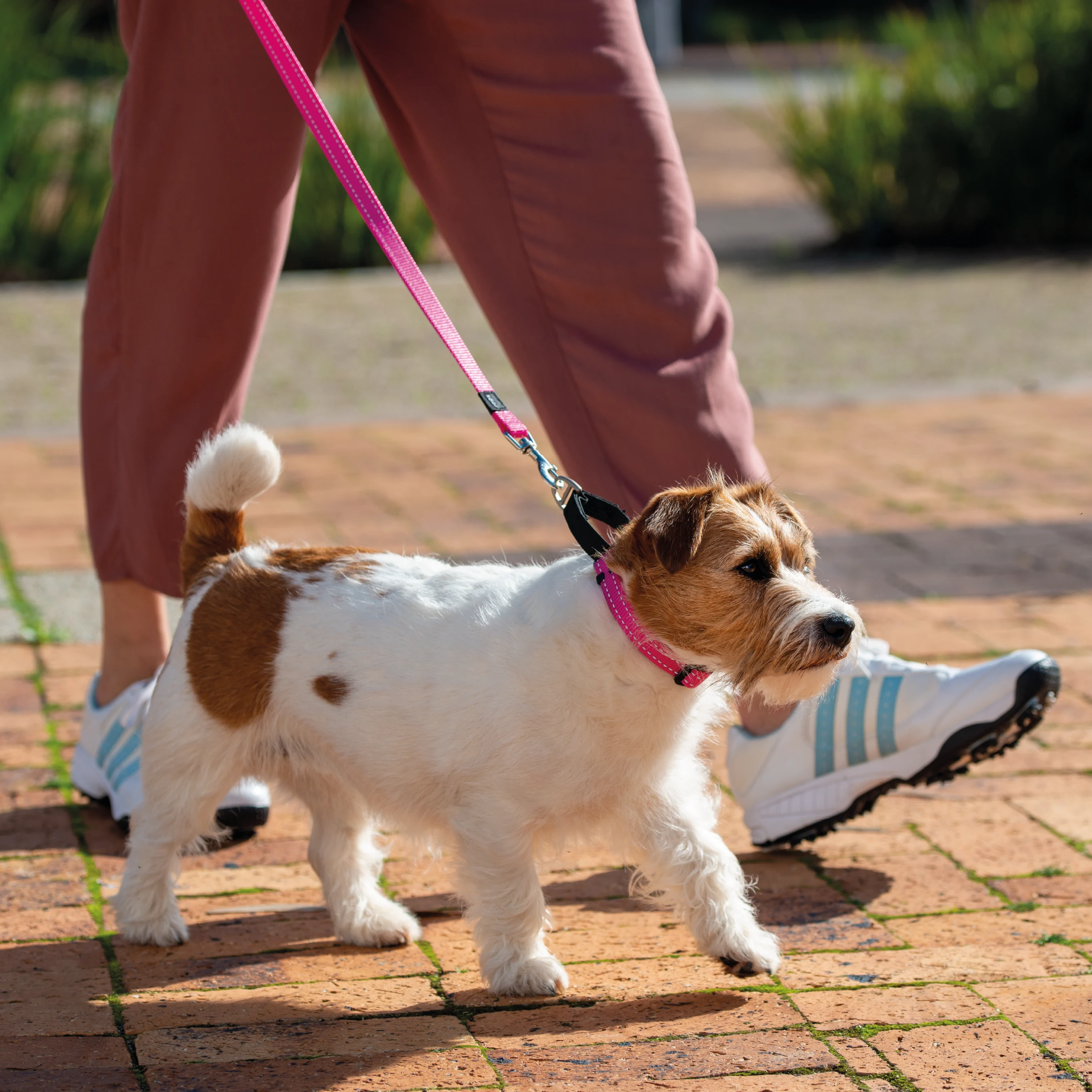 Coleira de treinamento azul Rogz para cães