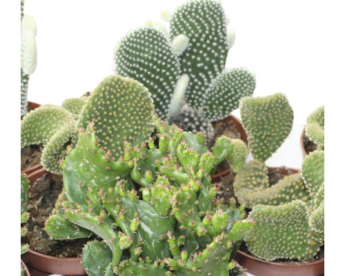 Opuntia Mix FloraSelf H ca. 15-20 cm Ø 10,5 cm pot willekeurige soortselectie