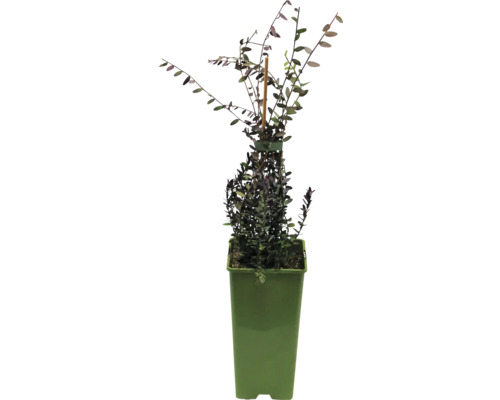 Biologische Cranberry 'Steven' Floraself Biologische Vaccinium oxycoccos 'Stevens' Co 2 L Bush