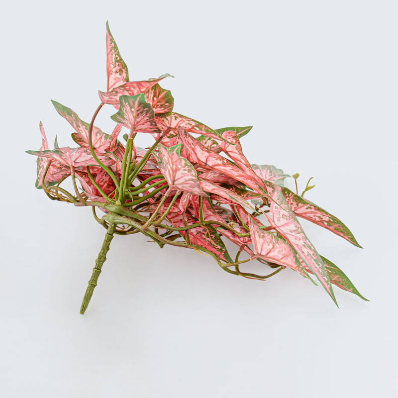 Branche de syngonium rose