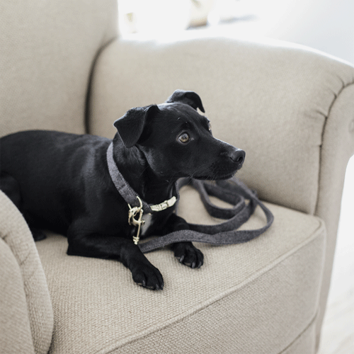 Kentucky Dogwear Hondenlijn Wool