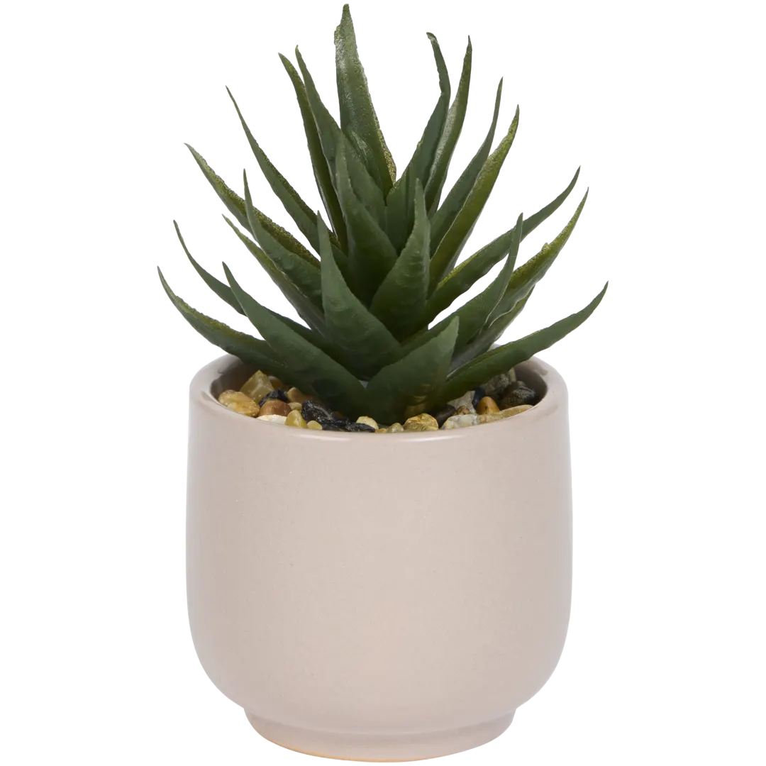 Plante grasse artificielle en pot Home Accents