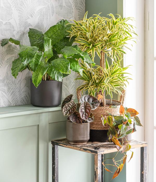 Korbmarante - Calathea mosaica
