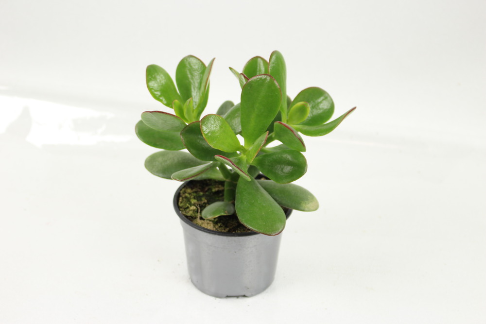 Succulentes variees pot 10,5 cm