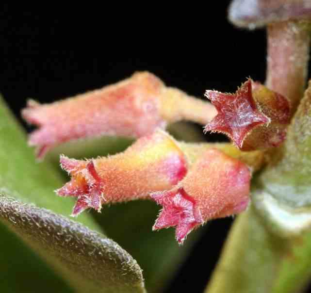 Hoya manipurensis (fleur de porcelaine, fleur de cire) rouge - taille pot de 2 litres - 20/40 cm