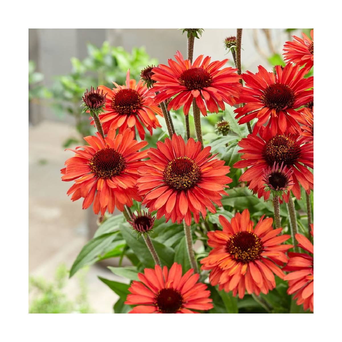 Échinacée sunseekers® 'orange'/echinacea x sunseekers® 'orange'[-]godet