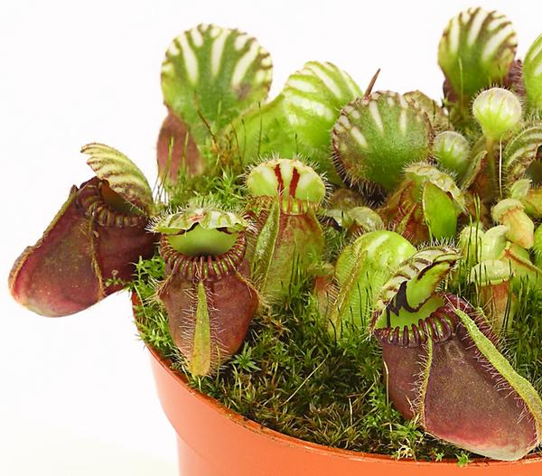 Zwergkrug - Cephalotus follicularis