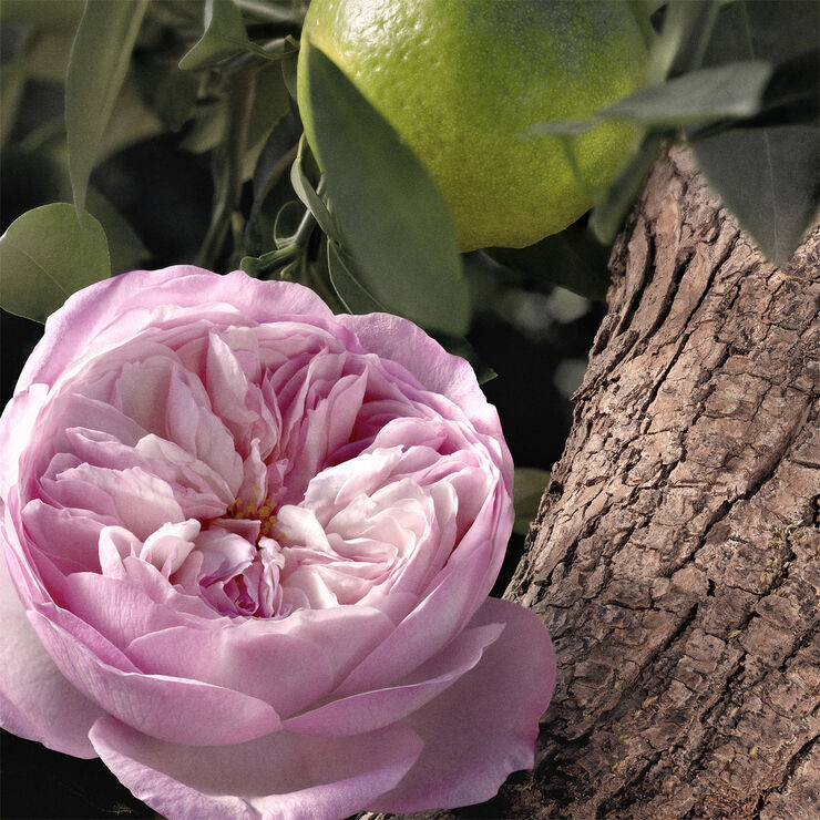 Chloé Chloé Rose Naturelle Intense Eau de Parfum
