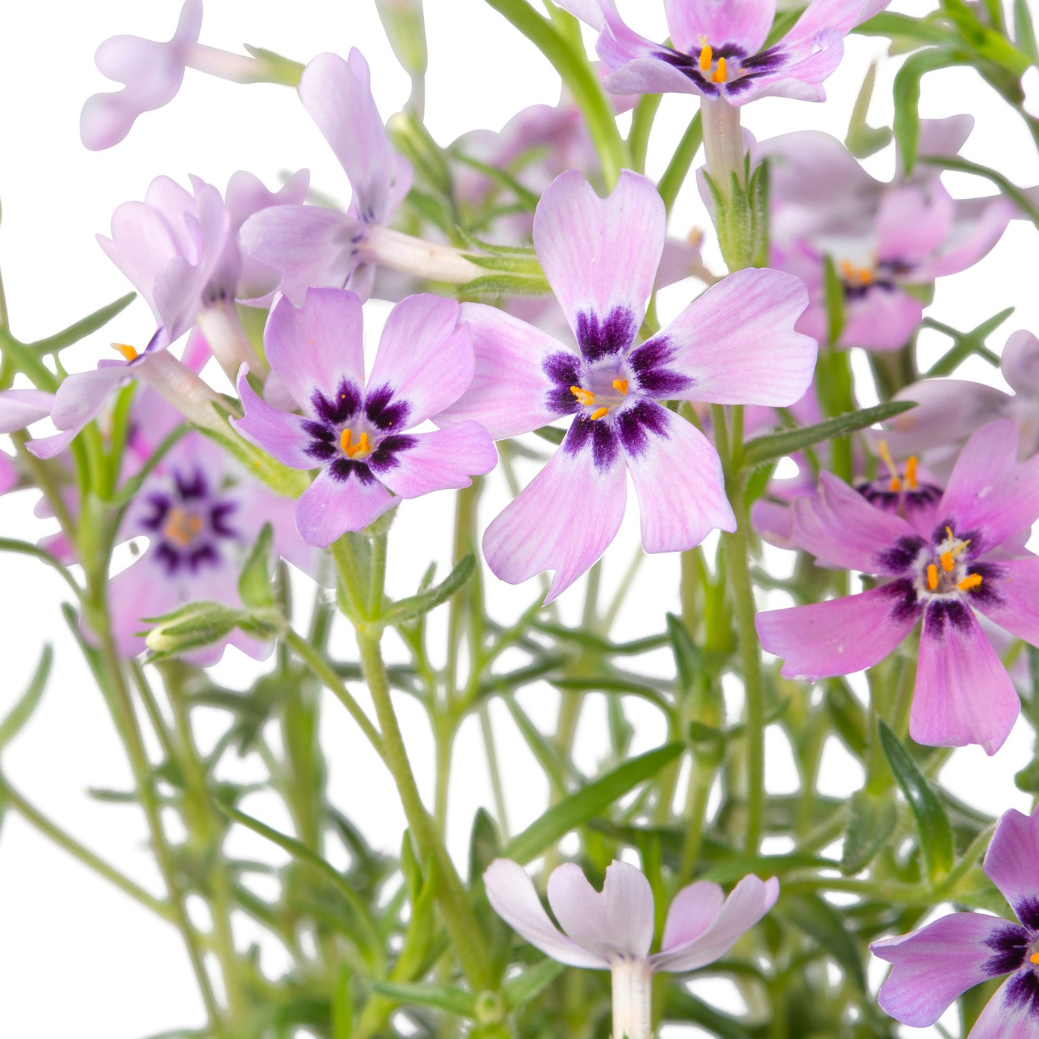 Kruipphlox (Phlox subulata 'Scarlet Flame') sixpack D 9 H 15 cm