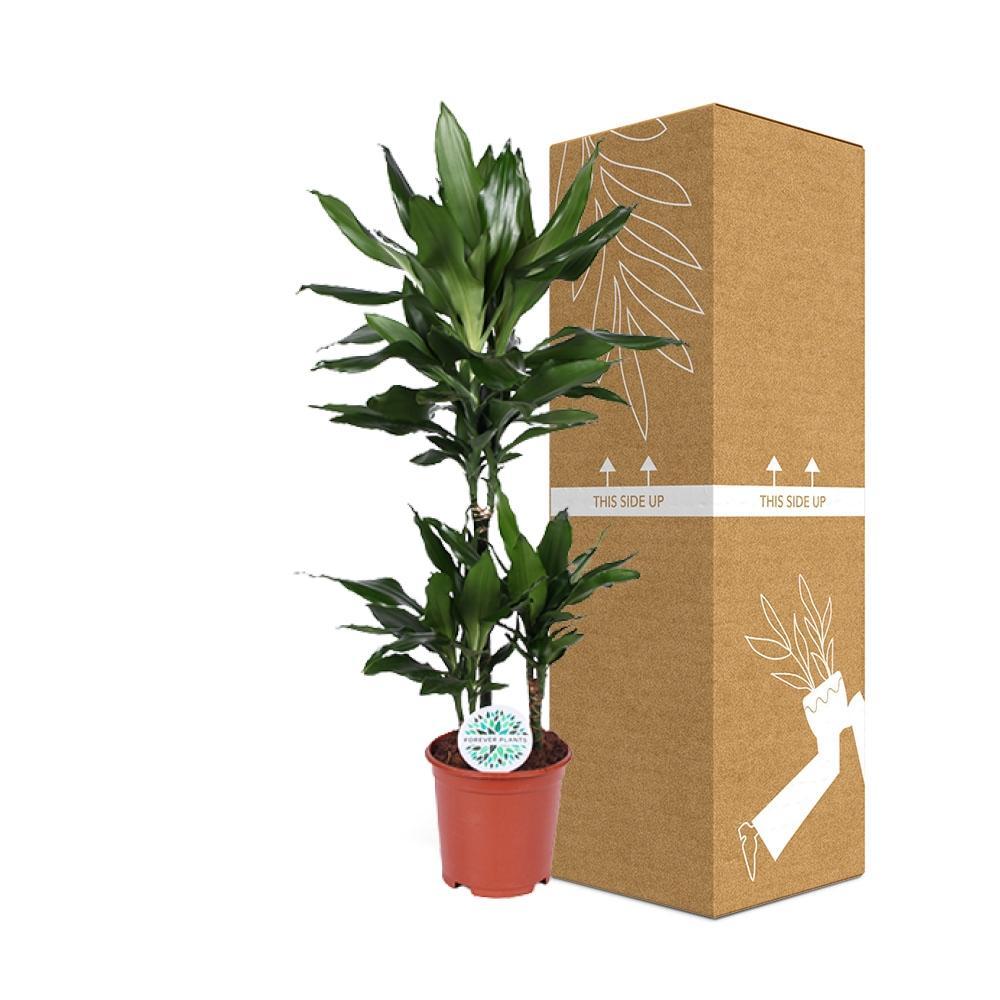 Plante d'intérieur - dracaena 'janet lind' 90.0cm