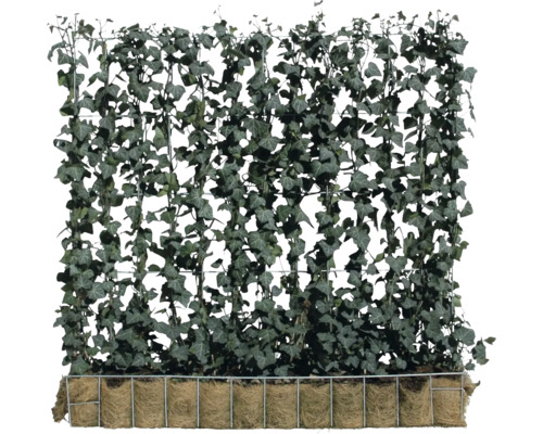Privacyhaag Helix klimop Hedera helix 'Woerner' H100xB120 cm